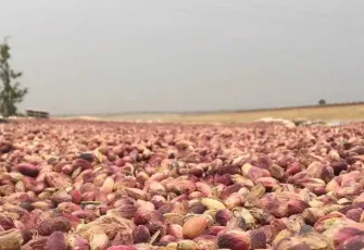Bu yıl fıstık cep yakacak!