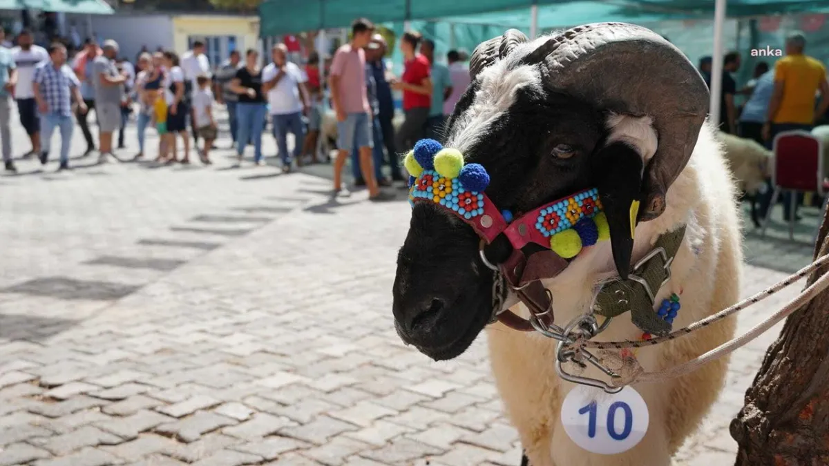 Ovacık Tarım ve Sakız Koyunu Festivali başlıyor haberinin görseli