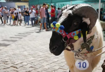 Ovacık Tarım ve Sakız Koyunu Festivali başlıyor