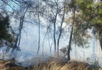  Tarım arazisindeki yangın ormana sıçradı
