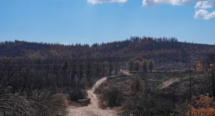 İzmir’de yangından zarar gören ormanlar fidan dikimine hazırlanıyor