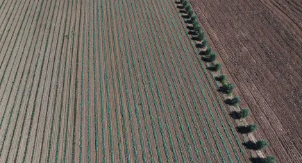 İzmir, yerli fidelerle kışlık sebze üretimini güçlendiriyor