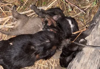 Tokat’ta dehşet! Bahçede ip ile birbirine bağlanmış 3 yavru köpek bulundu