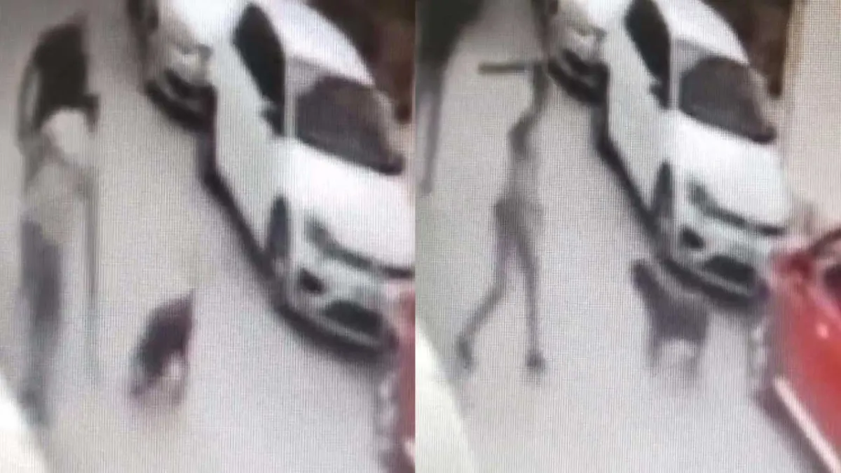 İzmir’de sokak köpeğine kemerle vuran kişi gözaltına alındı haberinin görseli