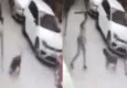İzmir’de sokak köpeğine kemerle vuran kişi gözaltına alındı
