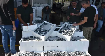 Hamsiye talep patladı: Yurt içi ve dışı siparişlere yetişilemiyor