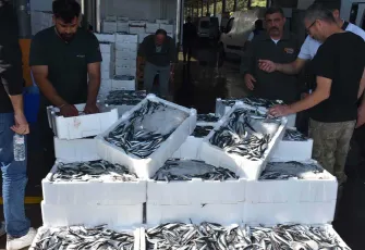 Hamsiye talep patladı: Yurt içi ve dışı siparişlere yetişilemiyor