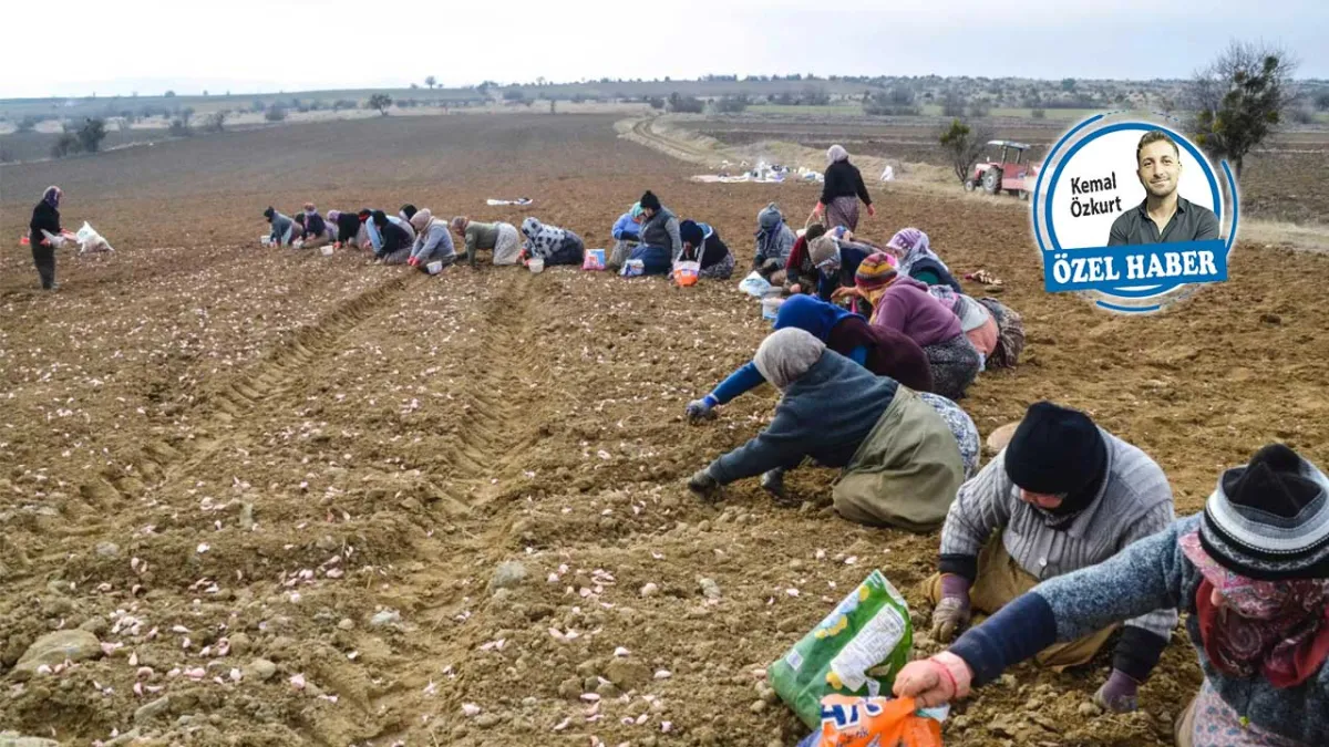 Çiftçi, maliyet ve kuraklık kıskacında haberinin görseli