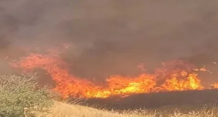 Selçuk'ta orman yangını : Ekiplerin müdahalesiyle kısa sürede söndürüldü