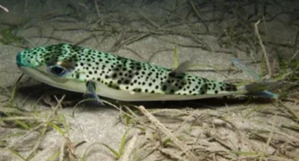 Ege Üniversitesi’nden istilacı türlerin girişlerine karşı erken uyarı sistemi