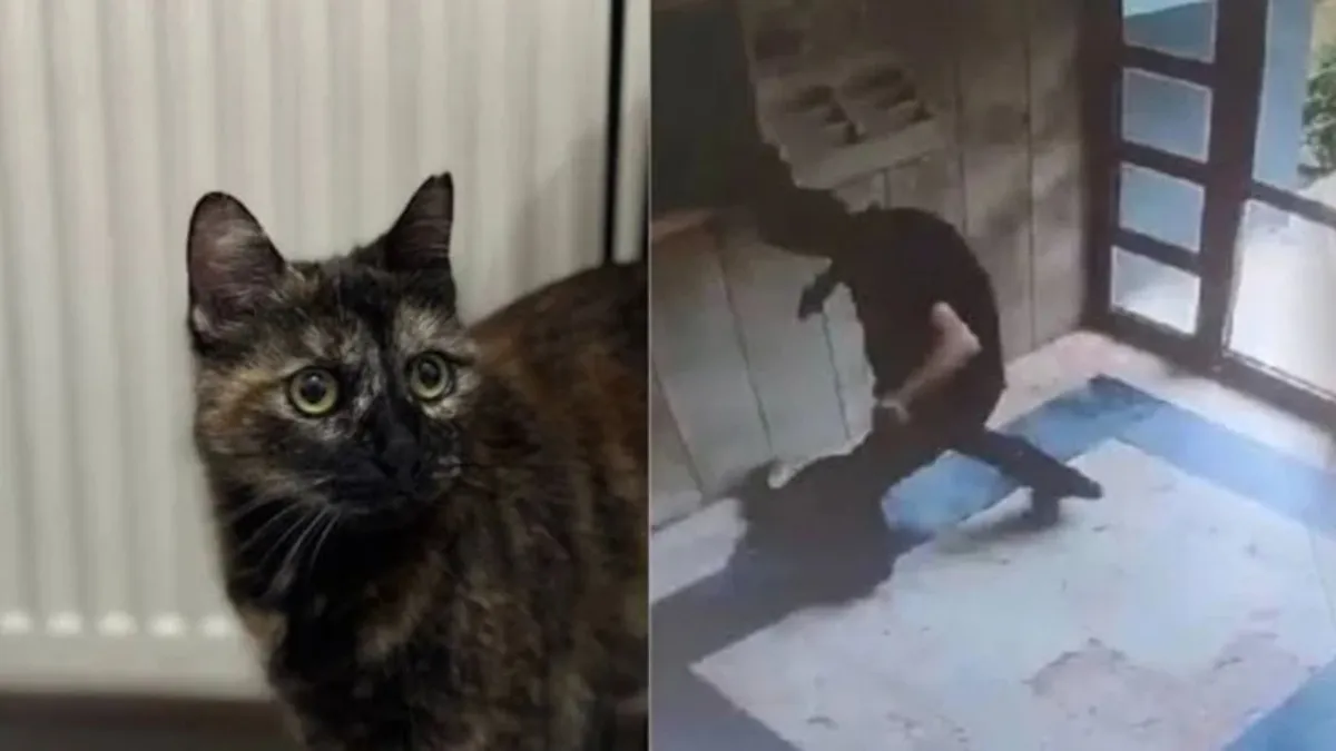 Kedi Cezve’yi katleden Burak Alan’a hapis cezası! Mahkeme indirimsiz karar verdi haberinin görseli