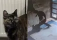 Kedi Cezve’yi katleden Burak Alan’a hapis cezası! Mahkeme indirimsiz karar verdi