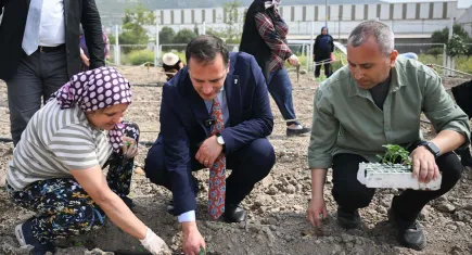 Bornova’da Misket Üzümü yeniden hayat buluyor