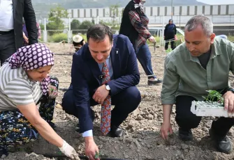 Bornova’da Misket Üzümü yeniden hayat buluyor