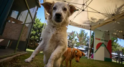 Karşıyaka’da sokak hayvanları için 25 ton mama toplandı