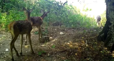 Bursa’da fotokapana yansıyan muhteşem anlar: Kızılgeyik ve yavruları görüntülendi!