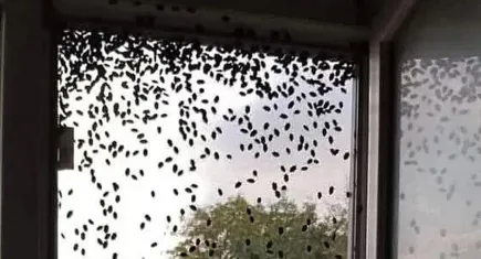 Karadeniz’den Marmara’ya yayılan kahverengi kokarca tehdidi büyüyor