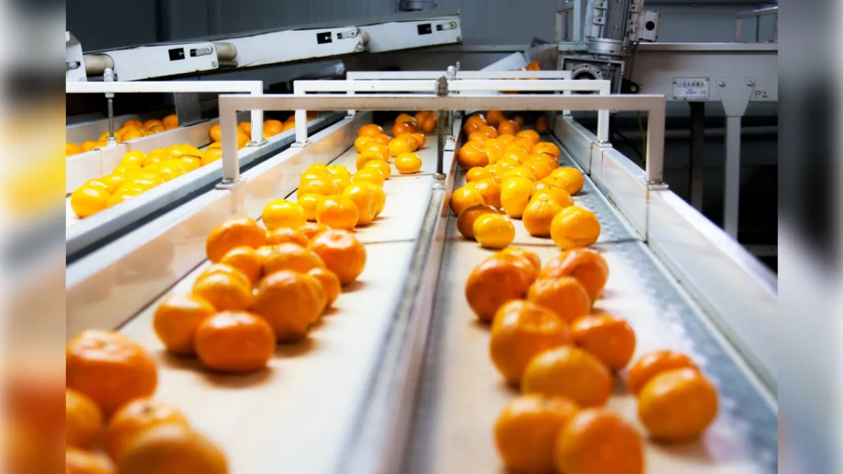 Satsuma mandalina dünyaya açılıyor haberinin görseli