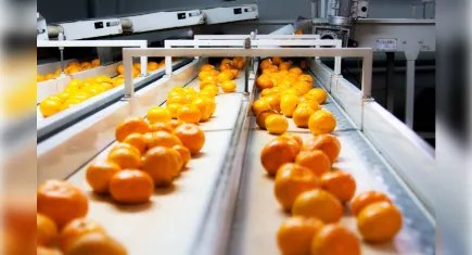 Satsuma mandalina dünyaya açılıyor