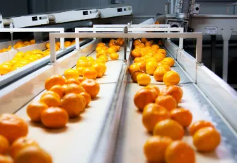 Satsuma mandalina dünyaya açılıyor