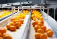 Satsuma mandalina dünyaya açılıyor