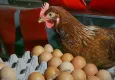 Tavuk eti arttı, yumurta üretimi azaldı!
