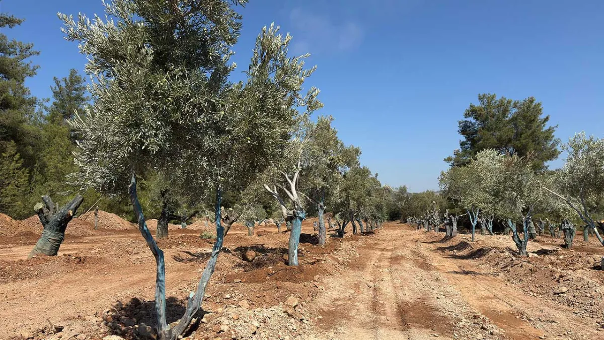 151 zeytin ağacı taşındı, yerine 300 yeni fidan dikildi haberinin görseli