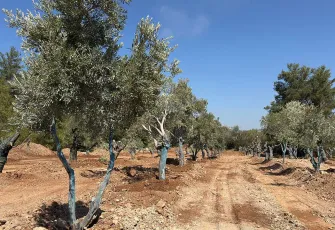 151 zeytin ağacı taşındı, yerine 300 yeni fidan dikildi