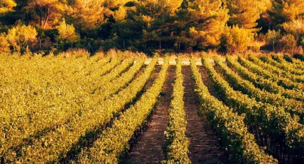 İzmir bin yıllık bağcılık geleneğiyle Iter Vitis Rotası’na katıldı 