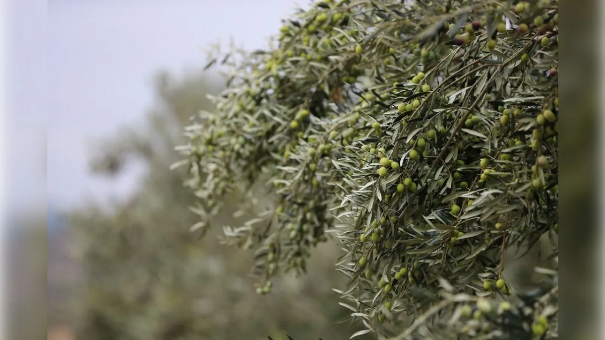 Aliağalılar Zeytin Hasat Şenliği’nde buluşacak! haberinin görseli