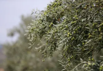 Aliağalılar Zeytin Hasat Şenliği’nde buluşacak! 