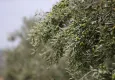 Aliağalılar Zeytin Hasat Şenliği’nde buluşacak! 