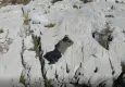 Kaçak avcılık yapan kişi dron denetiminden kaçamadı