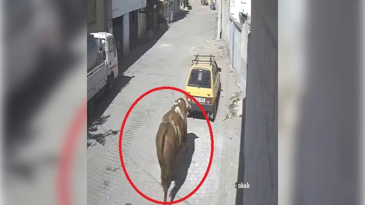 Kaçan boğa mahalleyi karıştırdı: Otomobile boynuz darbeleriyle zarar verdi haberinin görseli