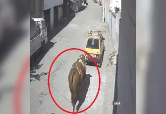 Kaçan boğa mahalleyi karıştırdı: Otomobile boynuz darbeleriyle zarar verdi