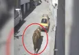 Kaçan boğa mahalleyi karıştırdı: Otomobile boynuz darbeleriyle zarar verdi