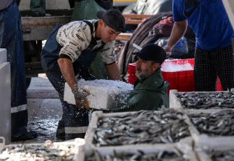 Egeli balıkçılar kasalarıyla döndü: Bu yıl sardalyaya doyacağız