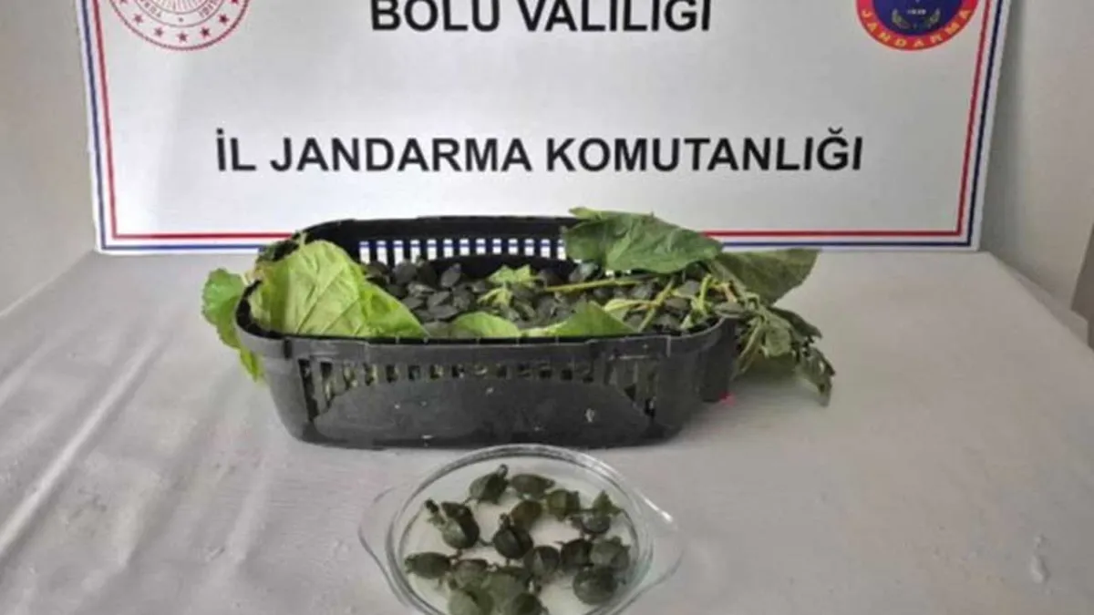 Bolu'da yolcu otobüsünde 500 adet istilacı su kaplumbağası ele geçirildi haberinin görseli