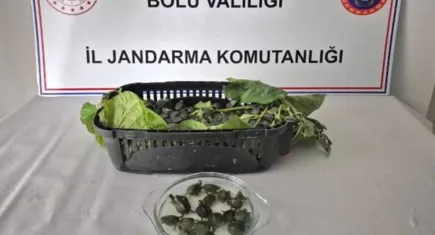 Bolu'da yolcu otobüsünde 500 adet istilacı su kaplumbağası ele geçirildi