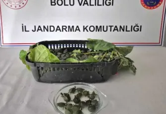 Bolu'da yolcu otobüsünde 500 adet istilacı su kaplumbağası ele geçirildi