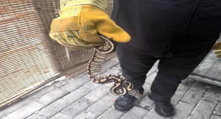 Cebinden yavru piton çıktı: Para cezası kesildi