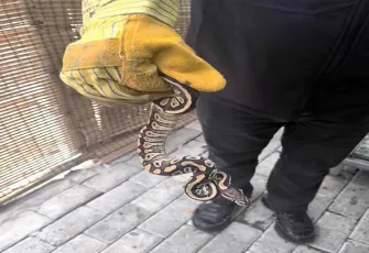Cebinden yavru piton çıktı: Para cezası kesildi