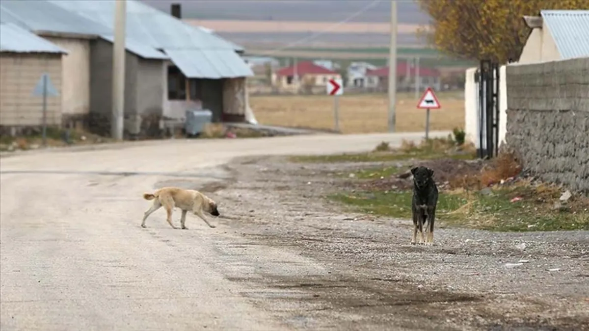 İzmir’de sahipsiz köpeğe çarpıp kaçan sürücü yakalandı haberinin görseli