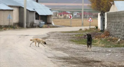 İzmir’de sahipsiz köpeğe çarpıp kaçan sürücü yakalandı