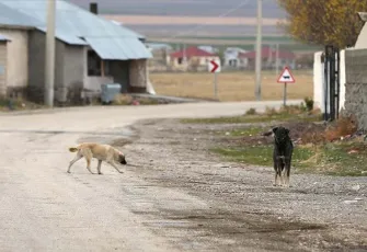 İzmir’de sahipsiz köpeğe çarpıp kaçan sürücü yakalandı