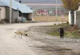 İzmir’de sahipsiz köpeğe çarpıp kaçan sürücü yakalandı