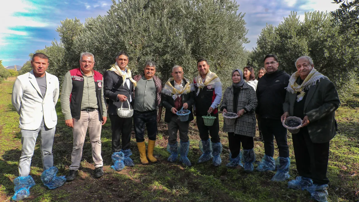 Aliağa’da zeytin hasat şenliği haberinin görseli