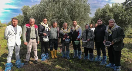 Aliağa’da zeytin hasat şenliği 