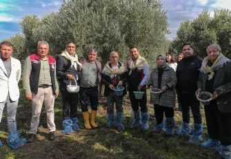 Aliağa’da zeytin hasat şenliği 