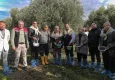 Aliağa’da zeytin hasat şenliği 